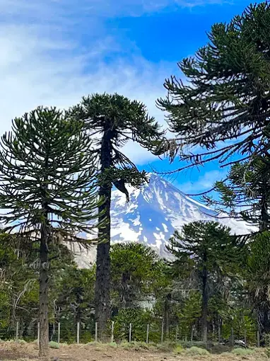 Araucarias y volcán en los alrededores de Pucón