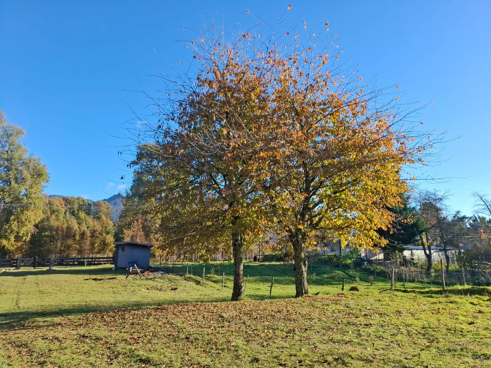 Pradera y árboles en el entorno de Rukalewfu